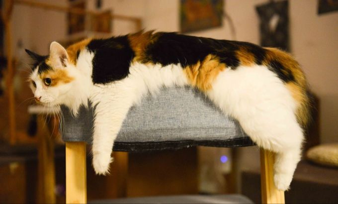 Fotos der geliebten Katze halten die Erinnerung aktiv. Katze
