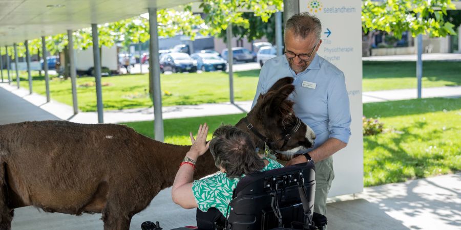 Der Heimleiter Reimund Zbinden hat die Tiergestützte Lama Therapie Form im Seelandheim initiiert.