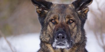Stadtpolizei Chur - Polizeihund Cody