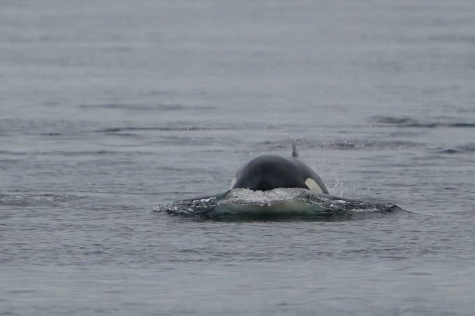 Orca