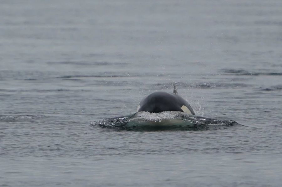 Zwei deutsche Biologen sind aber eher der Meinung, dass die Orcas die Schiffe einfach als Spielzeuge sehen.