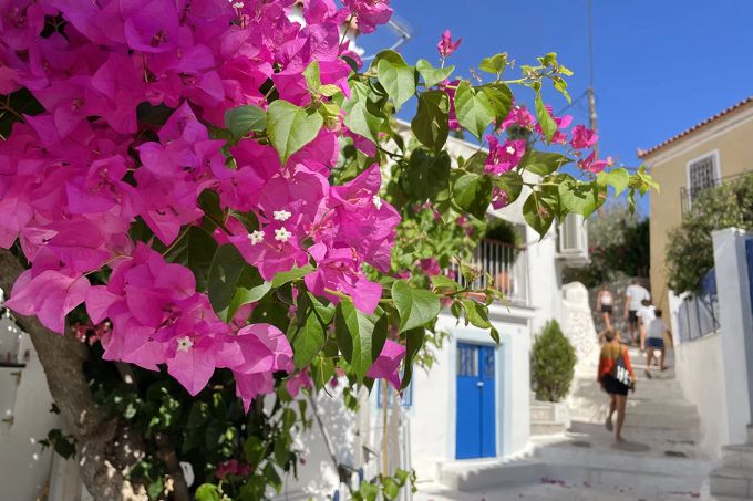 Vor den Hauseingängen in Poros blühen Bougainvilleen in kräftigem Rosa. Bougainvillea Rosa Poros Hauseingänge