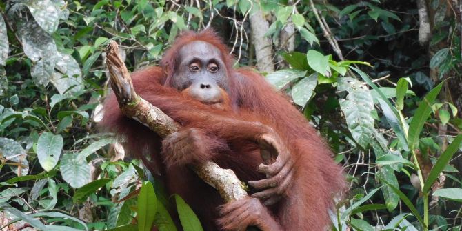 Orang-Utan