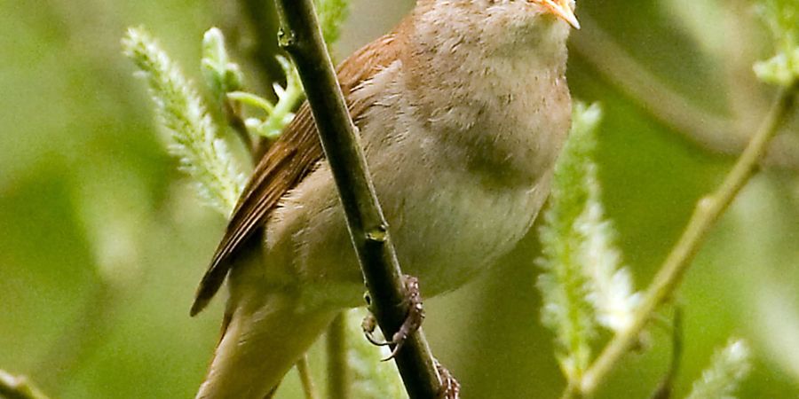 Nachtigall-Männchen sind bekannt für ihren vielfältigen Gesang.