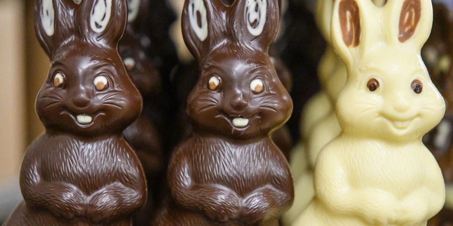 Schokoladenhasen aus dunkler und heller Schokolade im Schokoladenland der Confiserie Felicitas.