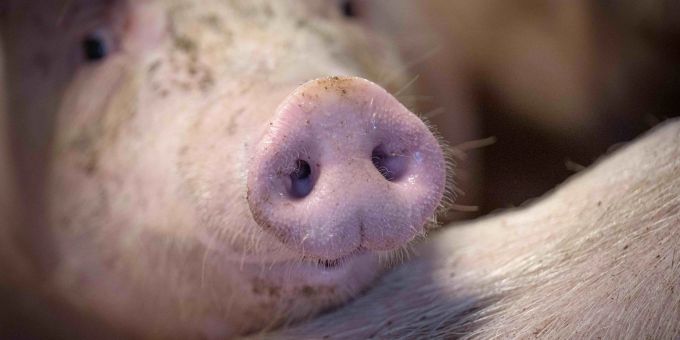 Die Regierung stimmt über Verbesserungen im Tierschutz ab. Die Regierung stimmt über Verbesserungen im Tierschutz ab.