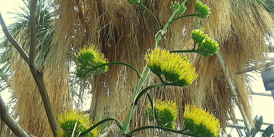 Blühende Agave