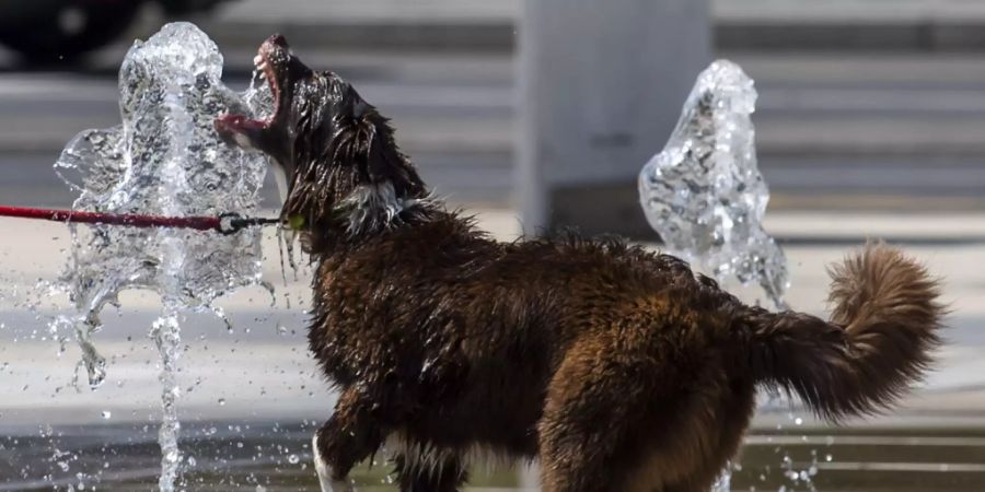 Hund Wasser Hitze