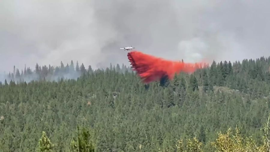 Ein Flugzeug fliegt über einen Wald.