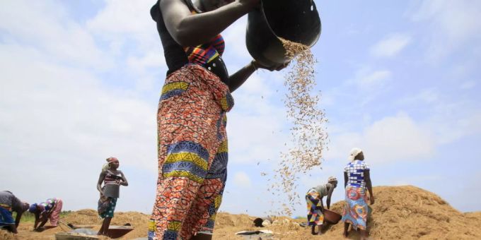 Reis in Afrika ist häufig mit krebserregendem Arsen verseucht. Österreichische Chemiker haben ein einfaches Mittel zur Entgiftung entdeckt: Eisenspäne. Der Rost, der sich auf der Oberfläche der Späne bildet, bindet Arsen, das darauf nicht mehr von Pflanzen aufgenommen werden kann (Archivbild). Reis in Afrika ist häufig mit krebserregendem Arsen verseucht. Österreichische Chemiker haben ein einfaches Mittel zur Entgiftung entdeckt: Eisenspäne. Der Rost, der sich auf der Oberfläche der Späne bildet, bindet Arsen, das darauf nicht mehr von Pflanzen aufgenommen werden kann (Archivbild).