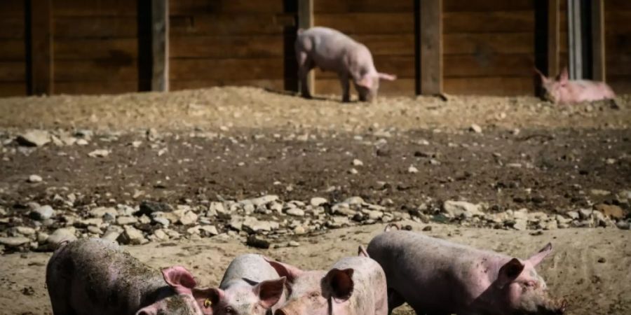 Schweine auf Biohof in Frankreich