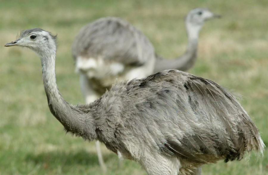 Als Neozoon lebt der Vogel auch in Norddeutschland.