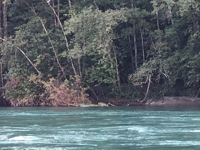 Immer wieder lassen die Menschen ihre Gummiboote einfach in der Aare zurück. aare