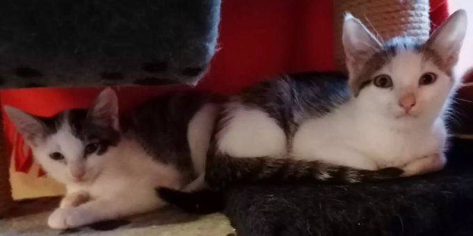 Unser «Tier des Monats»-Pärchen braucht im neuen Zuhause viel Geduld und Liebe. Tier des Monats Tierheim Strubeli