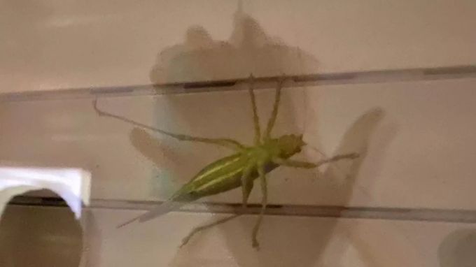 Dieses foto eines Nau.ch-Leserreporterin zeigt ein Heupferd draussen an einer Fensterscheibe. Zum Vergleich hinten die Hand der Frau. Heupferd