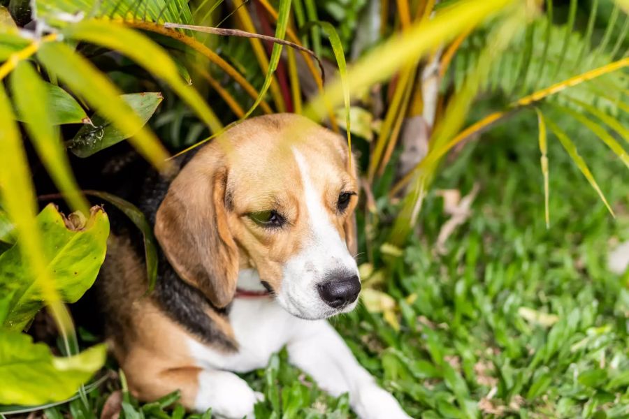 Hund in Garten