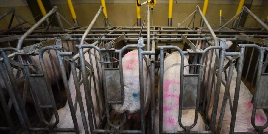 Schweinebauern begrüssen, dass Aldi und Lidl durch Sonderangebote die Abnahme von Schweinefleisch antreiben. Foto: picture alliance / dpa