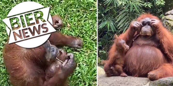 Orang Utan