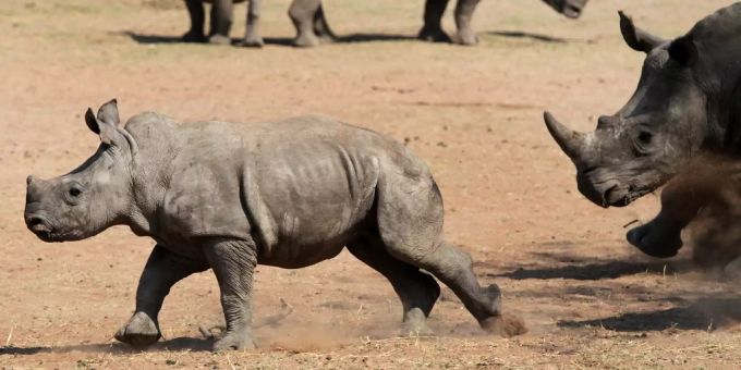 Mit fast 80 Prozent Anteil leben in Südafrika die meisten Nashörner. nashorn südafrika