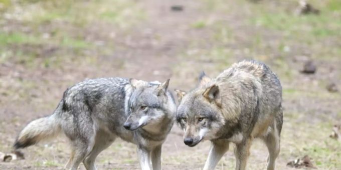 Macht sich unbeliebt unter anderem wegen Schafrissen: der Wolf. (Archivbild) Macht sich unbeliebt unter anderem wegen Schafrissen: der Wolf. (Archivbild)