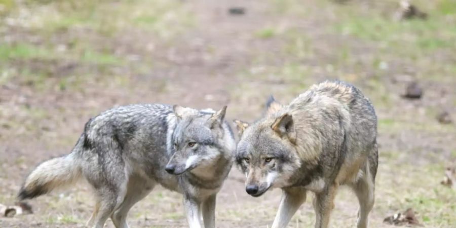 Macht sich unbeliebt unter anderem wegen Schafrissen: der Wolf. (Archivbild)