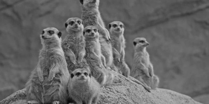 Von der siebenköpfigen Erdmännchen-Gruppe aus dem Zoo Hoyerswerda hat nur ein Tier überlebt. Foto: -/Zoo Hoyerswerda Von der siebenköpfigen Erdmännchen-Gruppe aus dem Zoo Hoyerswerda hat nur ein Tier überlebt. Foto: -/Zoo Hoyerswerda