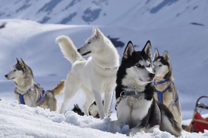 Im Muotathal warten 30 Siberian Huskies auf Abenteuer. Huskys