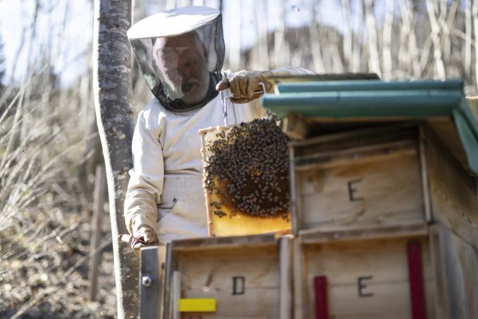 Je aggressiver ein Bienenvolk ist, desto vitaler ist es. Bienenvolk