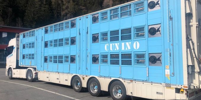 Tiertransport auf verbotener Route angehalten.