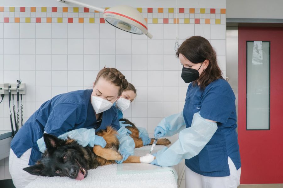 Schäferhund Behandlungsraum Frauen Tïerärztin