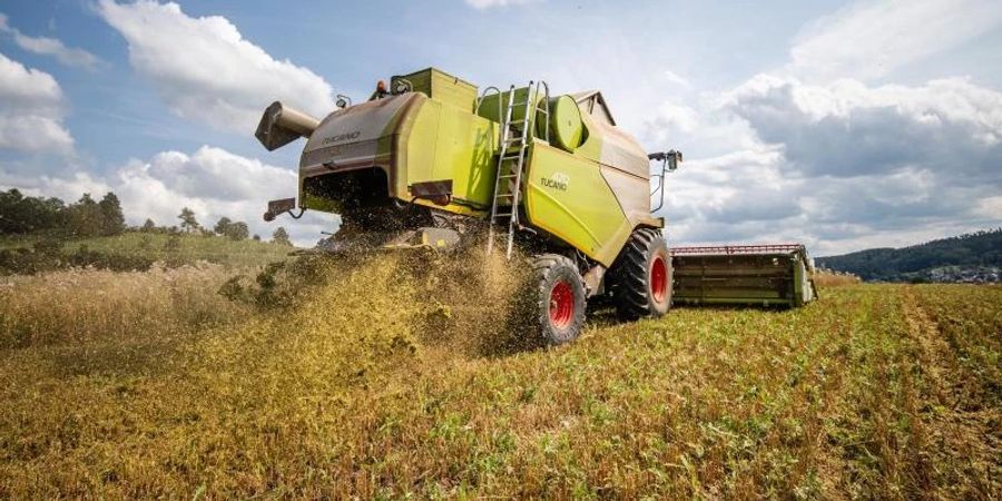 Ein Landwirt fährt bei der Getreideernte mit seinem Mähdrescher über ein Haferfeld. Eine starke Nachfrage insbesondere nach Getreide und Raps hat die Erzeugerpreise für landwirtschaftliche Produkte 2021 in die Höhe getrieben. Foto: Christoph Schmidt/dpa