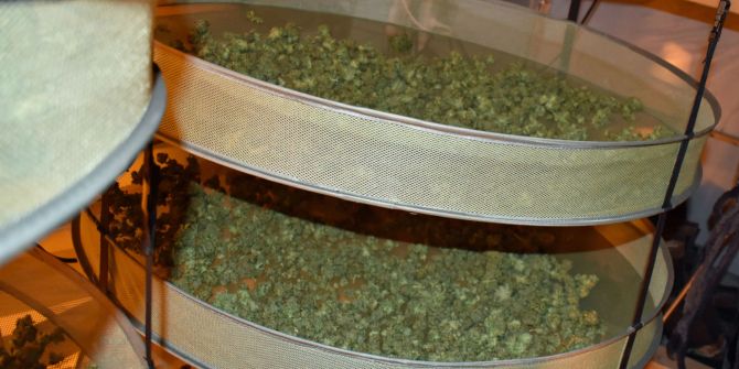 Hohenrain: Hanfindooranlage ausgehoben