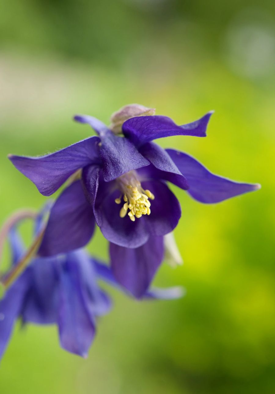 Akelei blau Blüte