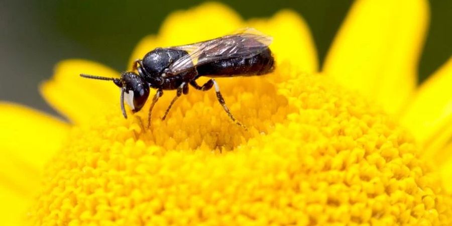 Das Männchen einer Rainfarn-Maskenbiene im Blütenstand einer Färber-Kamille. Die kleine Rainfarn-Maskenbiene ist die «Wildbiene des Jahres 2022». Foto: Hans-Richard Schwenninger/NABU Baden-Württemberg/dpa