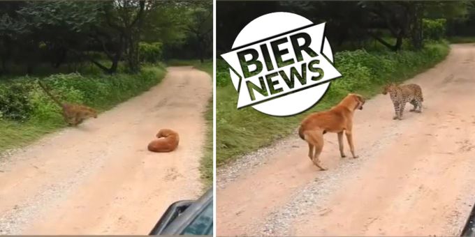 Es wird laut - So vertreibt Hund einen Leoparden von der Strasse!