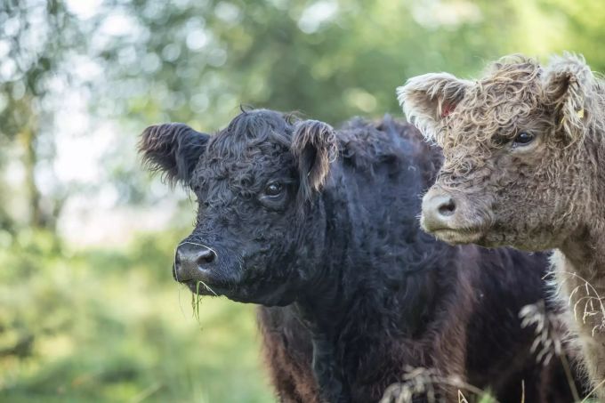 Galloways sind eine genügsame Rasse. Kobelhof Rubigen