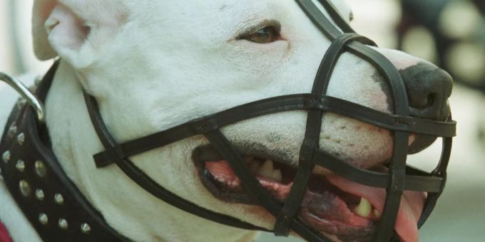Ein Hund der Rasse Dogo Argentino (Symbolbild) dogo argentino