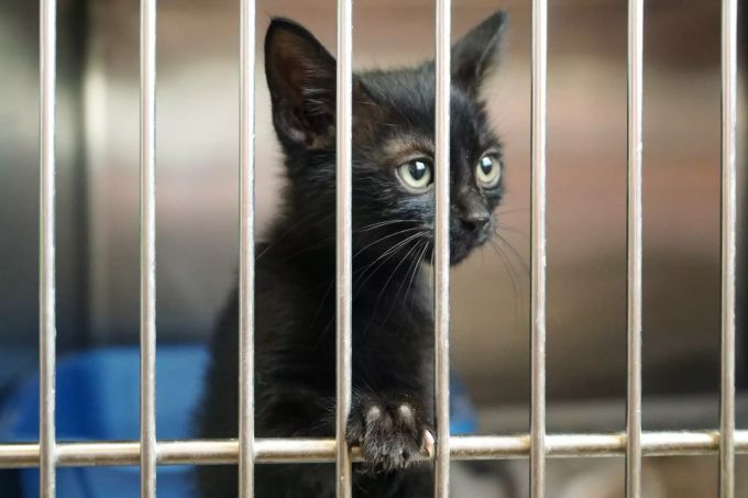 Solchen Kätzchen spenden viele Menschen jährlich ein neues Zuhause. Katze Tierheim zuhause spenden