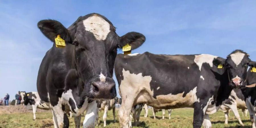 Milchkühe stehen auf der Weide. Die Emissionen von Rindern und anderen Wiederkäuern sind bei Methan fast so hoch wie die der fossilen Brennstoffindustrie. Foto: Mohssen Assanimoghaddam/dpa