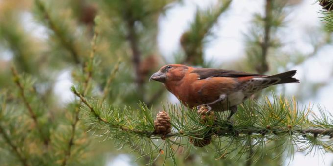 Der Fichtenkreuzschnabel ist ein sehr spezialisierter Vogel, der sich hauptsächlich von Samen reifer Fichtenzapfen ernährt. Der Fichtenkreuzschnabel ist ein sehr spezialisierter Vogel, der sich hauptsächlich von Samen reifer Fichtenzapfen ernährt.