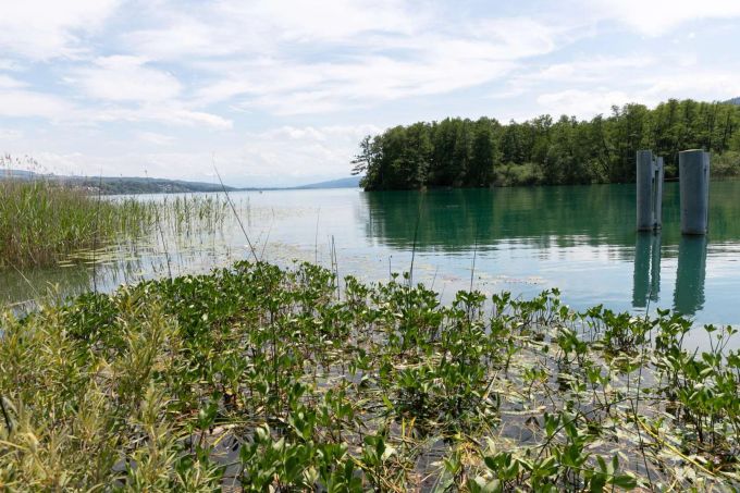 Hallwilersee, Seengen
