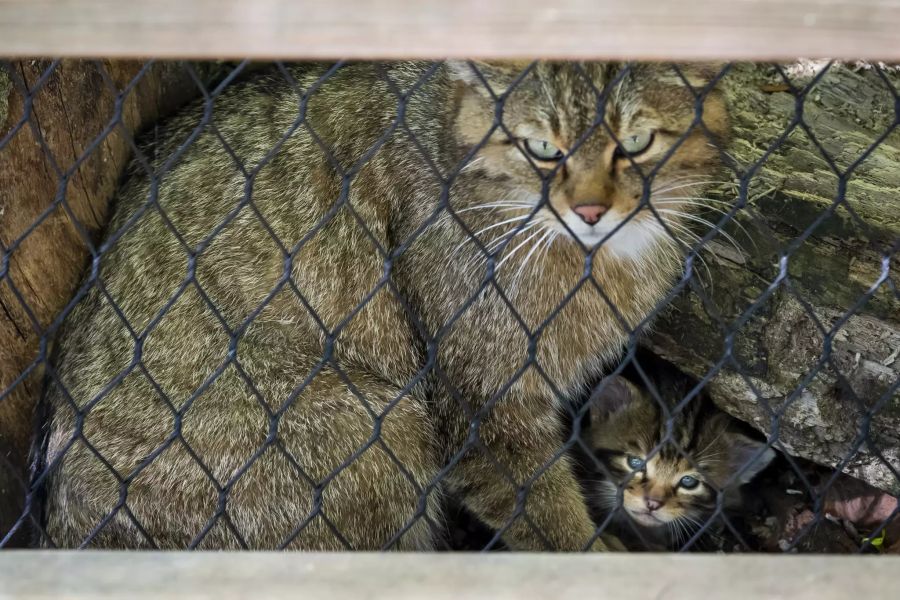 Wildkatzennachwuchs in der Schweiz