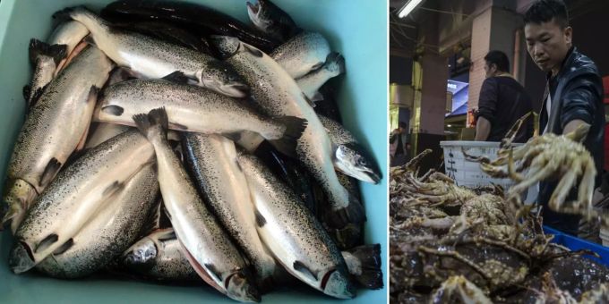 Neuer Corona-Ausbruch - Darum ergibt Chinas Lachs-Theorie wenig Sinn