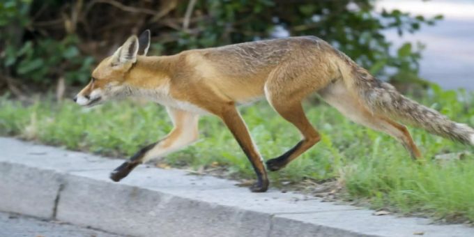 Herumstreunende Füchse haben in der Nacht auf Samstag den Verkehr auf der Autobahn A16 vorübergehend lahmgelegt. (Archivbild) Fuchs