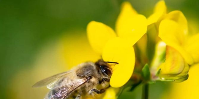 Insekten