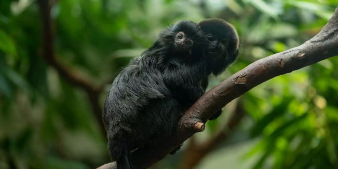 Der Tierparks Bern öffnet wieder am 8. Juni.