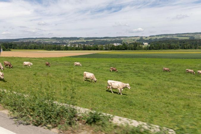 Kuhherde geniesst das saftige Gras.