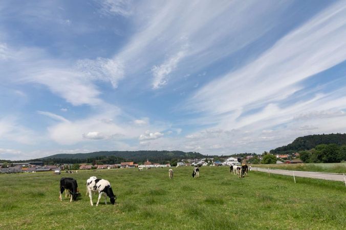 Die Kühe geniessen das saftig grüne Gras.