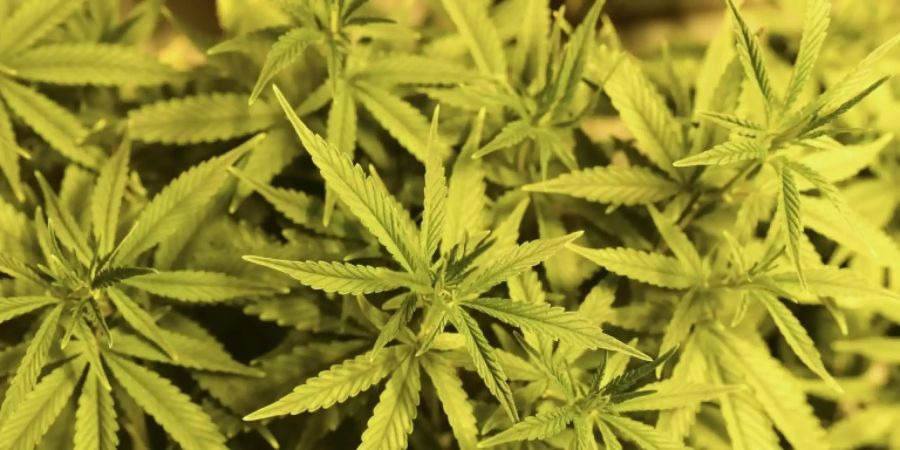 Cannabispflanzen