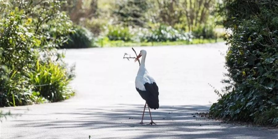 coronavirus zoo basel